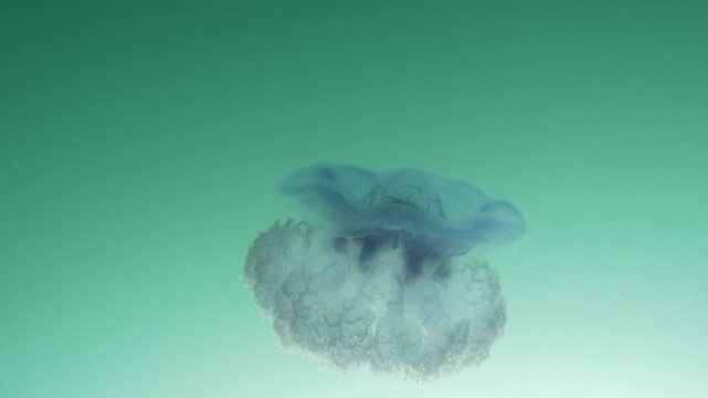 A Blue crown jellyfish, Cephea cephea, swims just under the surface of the Pacific Ocean in Fiji's tropical waters. While these cnidarians have stinging tentacles, they are harmless to humans.