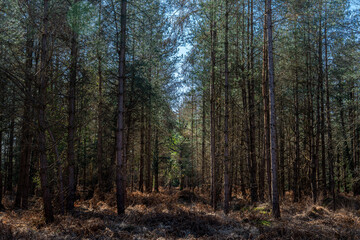 Fototapeta premium Landscape shot looking up into forest lush green trees and foliage with clear blue skies during spring day in sunlight
