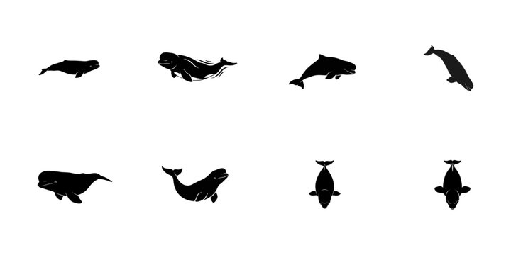 Beluga Whale Silhouettes Various Poses cetacean marine mammal
