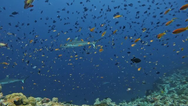 Group of coral sharks and various colorful fish in Pacific Ocean. Underwater marine life at coral reef in red sea. Diving in clear deep blue water. Biology ecosystem concept. Diving safari travel