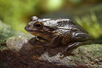 Obraz premium Green and golden bell frog, Litoria aurea, a species of ground-dwelling tree frog native to eastern Australia. Now vulnerable in the wild.