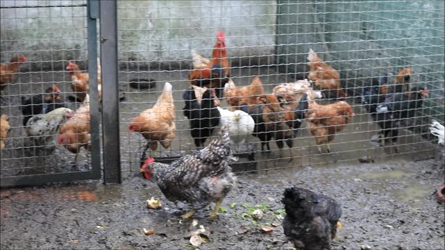 A flock of chickens gathered in a muddy enclosure behind a wire fence