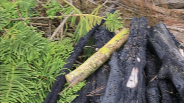 Close-up of lush green pine needles and branches on the forest floor