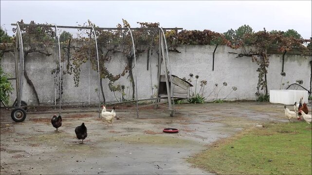 Chickens roam freely in a rustic yard with a vine-covered trellis and doghouse