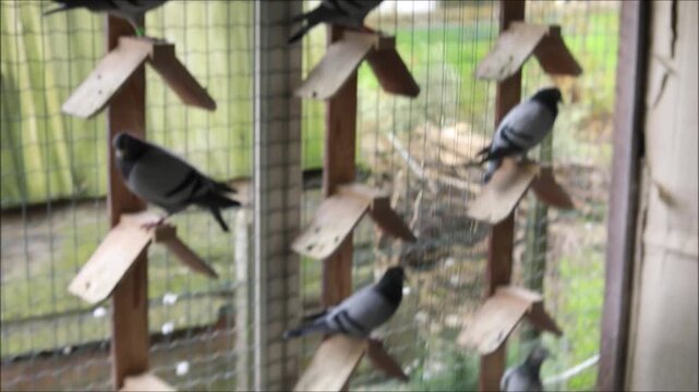 Several pigeons perched on wooden ledges inside a pigeon loft enclosure