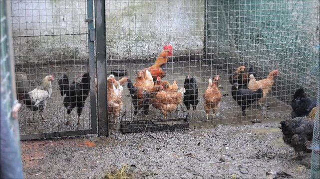 A flock of chickens gathered in a muddy enclosure behind a wire fence