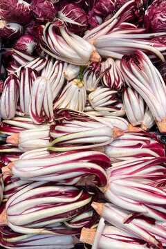 Radicchio Rosso di Treviso PGI, a prized vegetable typical of Northeastern Italy.