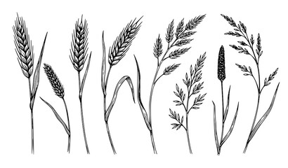 Wild grass flower botanical sketch set vector black and white floral meadow collection isolated © BijoyChandra