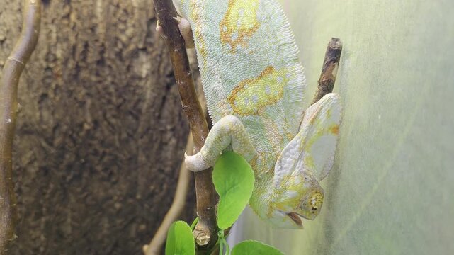Yemeni chameleon in a terrarium under a lamp