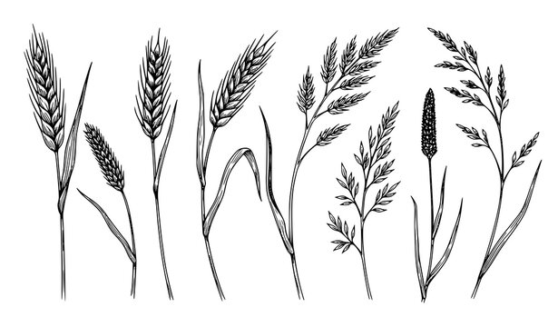 Wild grass flower botanical sketch set vector black and white floral meadow collection isolated
