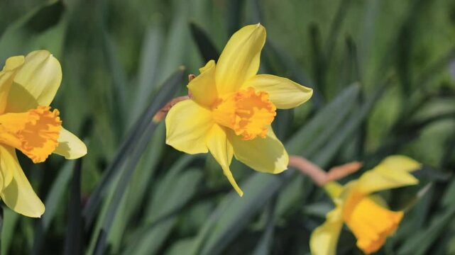Blooming yellow daffodils in spring garden, close up of bright narcissus flowers in sunlight, fresh seasonal blossoms with green leaves, natural floral background, beauty of nature and springtime
