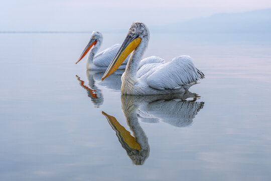 zwei Krauskopfpelikane (Pelecanus crispus) mit orangem und gelben Kehlsack gleiten &uuml;ber das Wasser, die Tiere spiegeln sich im glatten See