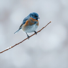Obraz premium Bluebird perched on winter twig with snow background