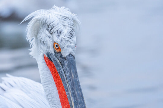 Krauskopfpelikan im Prachtkleid sieht seitlich in die Kamera (Pelecanus crispus), er tr&auml;gt einen roten Kehlsack und lange krause Federn am Kopf