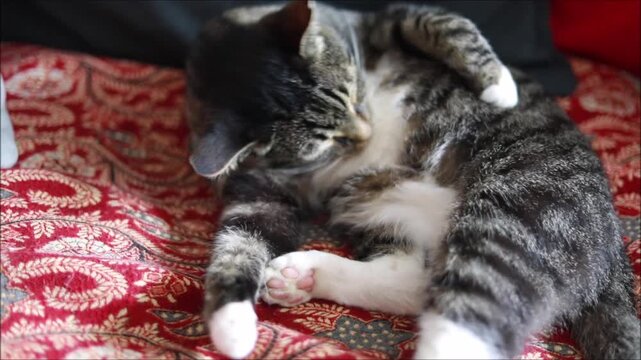 Tabby cat grooming itself while resting on a patterned red fabric surface
