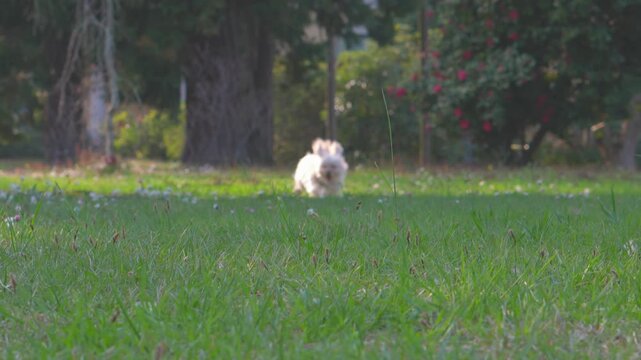 Small dog running toward the camera across a green park in slow motion.
