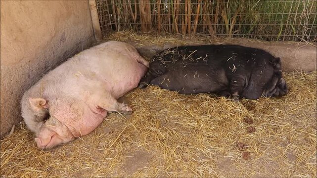 Two pigs, one light and one dark, resting comfortably on a bed of straw
