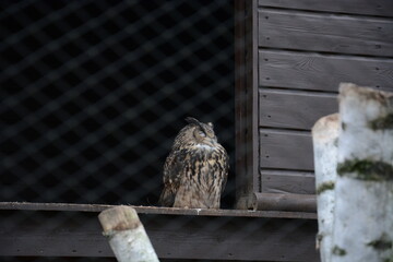 Sowa puszczyk siedząca  © Marek