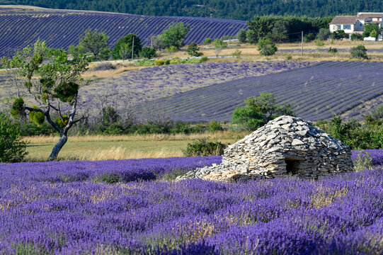 FRANCE - PROVENCE - SAULT - LAVENDERS