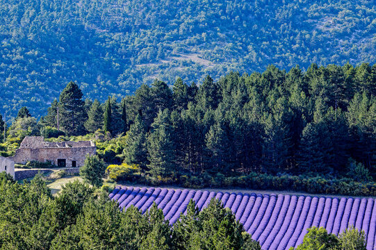 FRANCE - PROVENCE - SAULT - LAVENDERS