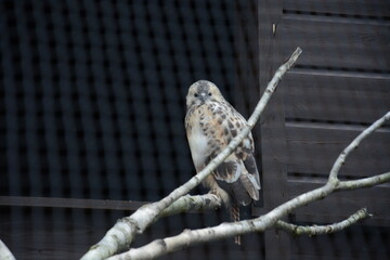 Sowa puszczyk siedzący na gałęzi na drzewie patrzący się  © Marek