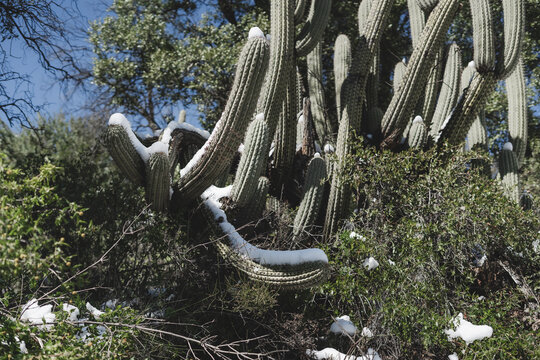 Cactus cubiertos de nieve con vegetaci&oacute;n y cielo azul en invierno
