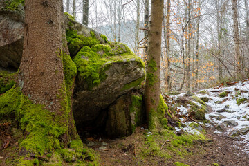 Naklejka premium A massive moss-covered boulder rests between two sturdy tree trunks in a serene winter forest, where patches of white snow dust the rugged, rocky ground. 