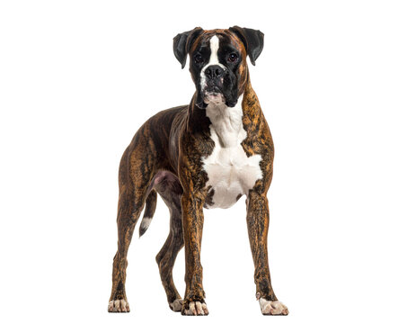 Brindle boxer dog standing confident with white chest and paws