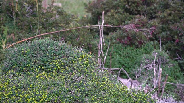 Mediterranean shrubs with green leaves trembling in the wind