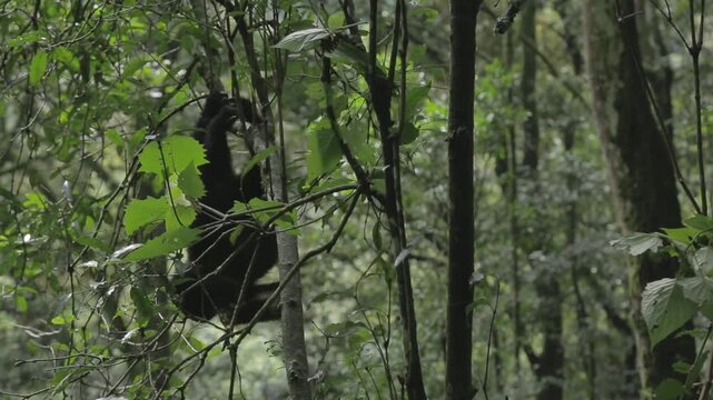 Baby Berggorilla h&auml;ngt am Ast