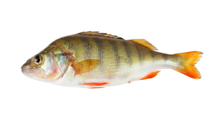 Fototapeta premium fish on a white background