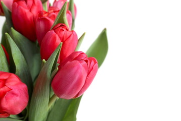 Fototapeta premium There are fresh red tulips on a white background.