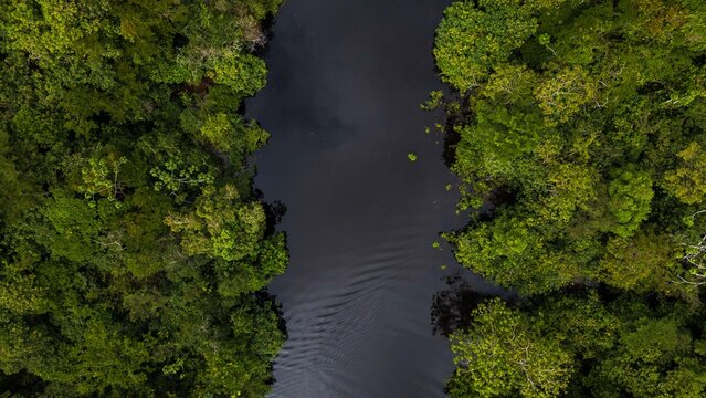 High-resolution aerial view of the Amazon rainforest near Iquitos, with its dense tropical vegetation, vibrant green, and a river that runs through the lush Amazon landscape