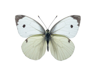 Fototapeta premium Butterfly, white with black-tipped wings resting with delicate veined texture