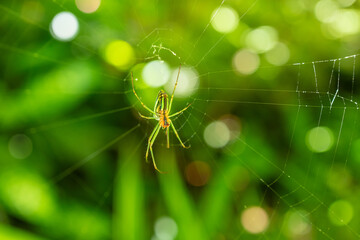 Obraz premium Spider on Web with Green Nature Background and Bokeh Light in Garden Macro Photography