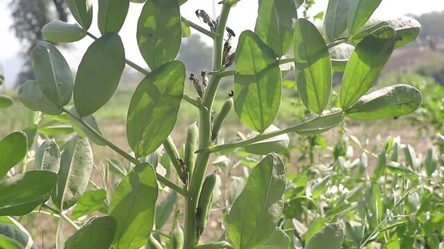 Green Broad Bean Plant With Fresh Pods and Leaves In Sunlit Garden Close-Up