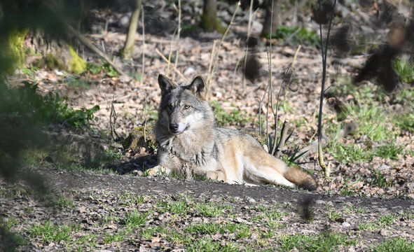 Wolf