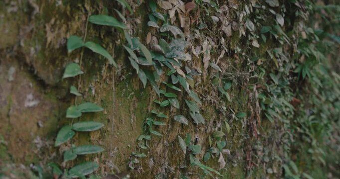 Green ivy leaves climbing on old mossy stone wall. Natural organic texture of creeping plants in forest garden. Close up of foliage on rock surface.