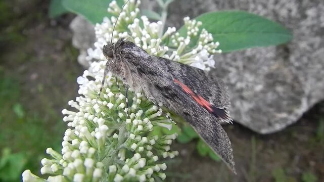 Moth Catocala sponsa, Dark crimson underwing with colorful wings on meved by wind white flowers of Summer lilac, Buddleja davidii, Butterfly-bush - close-up. Topics: nature, macro, blooming, fauna