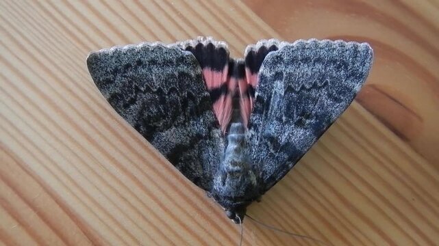 Moth Catocala sponsa, Dark crimson underwing with colorful wings on wooden surface - close-up. Topics: nature, macro, butterfly, fauna, flora, insect, animal