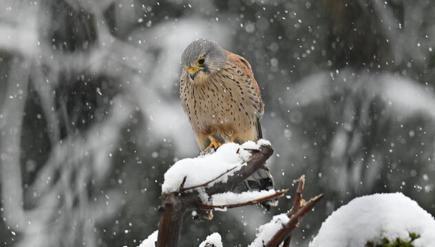 Turmfalke M&auml;nnlich