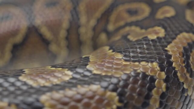 Macro shot revealing the mesmerizing patterns and textured scales of a coiled python's skin, showcasing its natural beauty and reptilian elegance