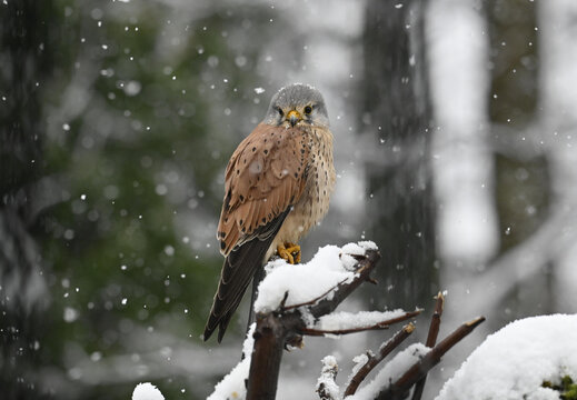 Turmfalke M&auml;nnlich