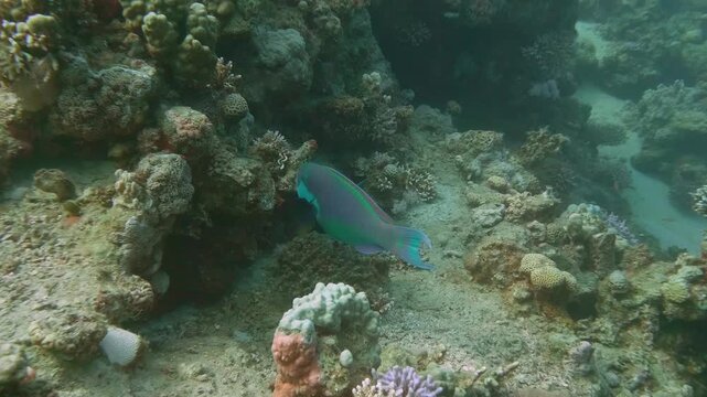 Footage capturing parrotfish gliding over coral structures and sandy seabed areas within a thriving tropical reef.