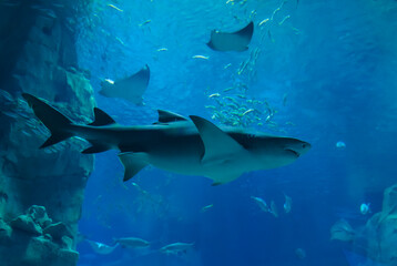 Fototapeta premium Shark swims in a large aquarium at an oceanarium. Impressionable underwater photography showing the sleek predator moving through blue water with other fish and coral formations.