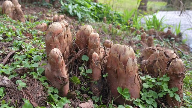 Nutria river rat, damage to woody plants by eating bark, sprouts and roots, gnawed tree trunks, coypu herbivorous, wildlife animal wetlands