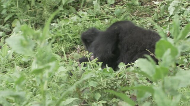 Berggorilla bei&szlig;t Babygorilla spielerisch