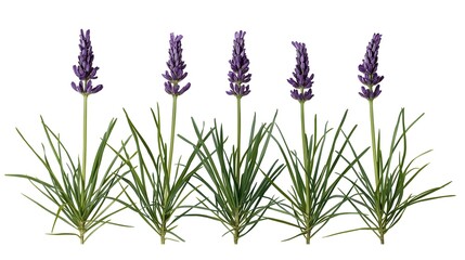 Fototapeta premium Row of blooming lavender plants with purple flower spikes in natural daylight isolated on white