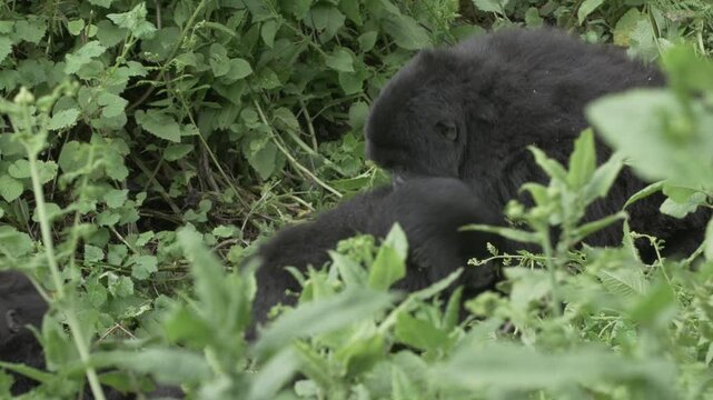 Berggorilla und Baby Gorilla spielen und sitzen