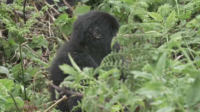 Baby Berggorilla sitzt und guckt